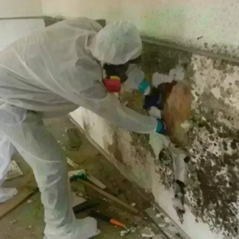 Mold Remediation and Removal in Sandston, VA